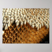 Poster - Sonnenblumenkerne (Vorne)