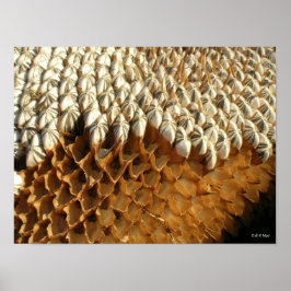 Poster - Sonnenblumenkerne