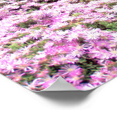 Poster | Spitz Rosa Blume 2 (Ecke)