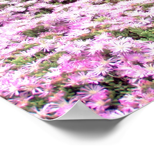 Poster | Spitz Rosa Blume 2 (Ecke)