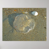 Poster Stranded Jellyfish (Vorne)