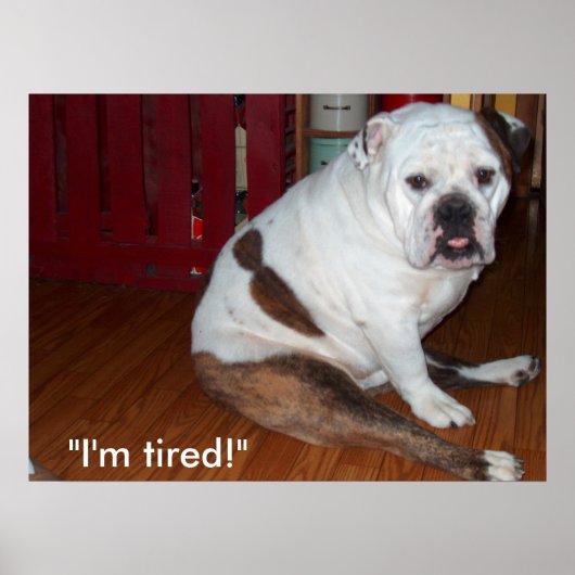 Poster - "Sullivan, the English Bulldog" (Vorne)