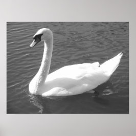 Poster - Swan in Schwarz & Weiß
