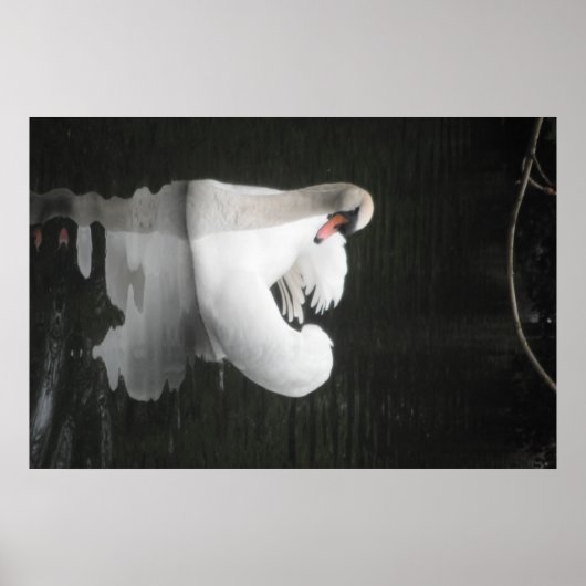 Poster Swan Schwimmen (Vorne)