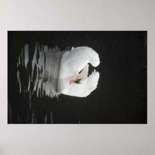 Poster Swan Schwimmen