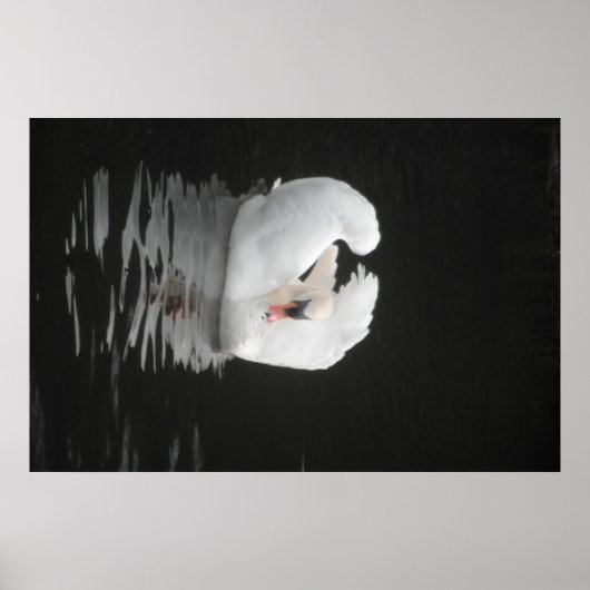 Poster Swan Schwimmen (Vorne)