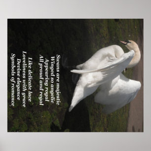 Poster Swans sind von Ladee Basset mallesamt