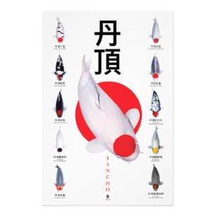 Poster Tancho Koi Kollektion – 10 Variationen