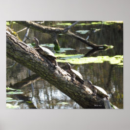Poster - Teichschildkröten
