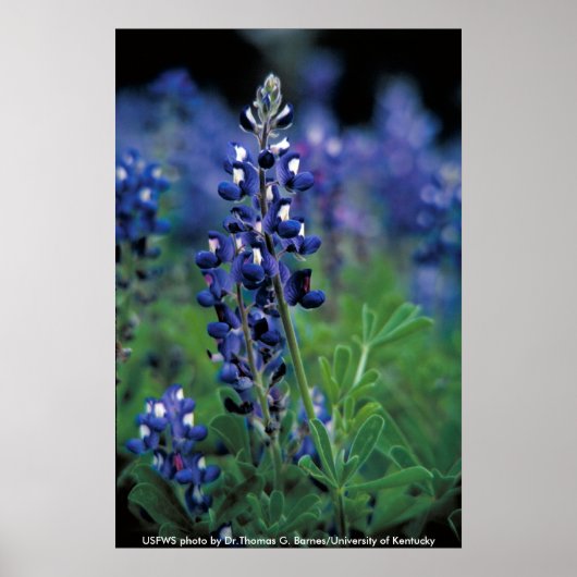 Poster / Texas Bluebonnet (Vorne)