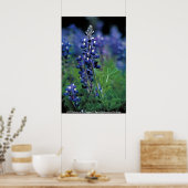 Poster / Texas Bluebonnet (Küche)