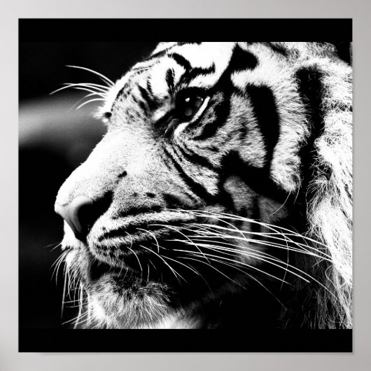 Poster-Tiere-40 Poster (Vorne)