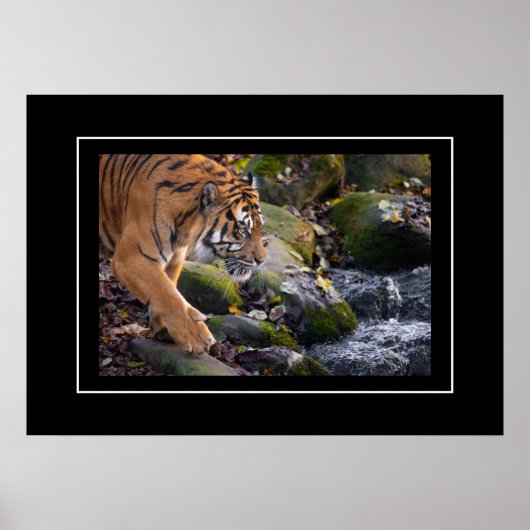 Poster Tiger (Vorne)