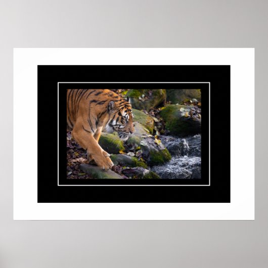Poster Tiger (Vorne)