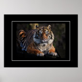 Poster Tiger (Vorne)