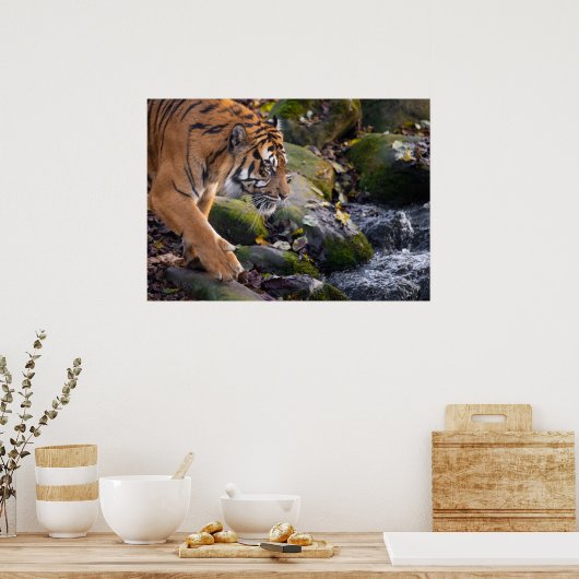 Poster Tiger (Küche)