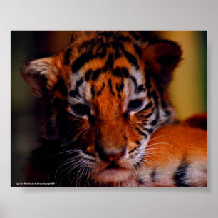 Poster Tiger Cub - Foto von John A. Sylveste..