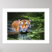 Poster-Tiger Poster (Vorne)