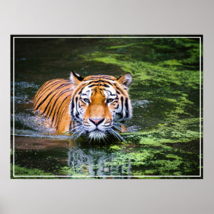 Poster-Tiger Poster