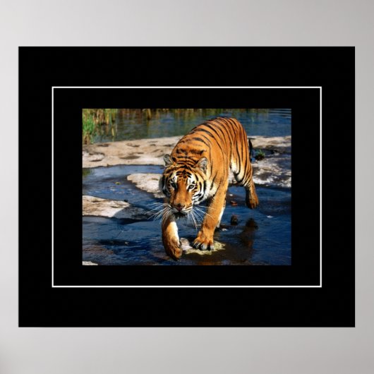 Poster-Tiger Poster (Vorne)