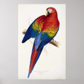 Poster Tropical Parrot (Vorne)