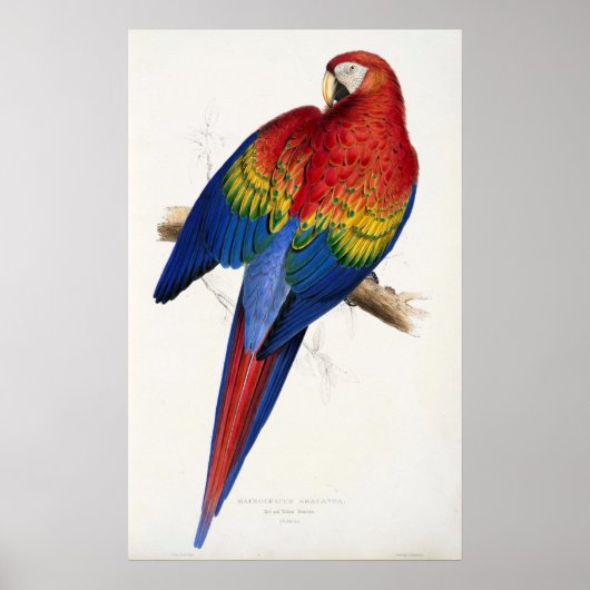 Poster Tropical Parrot (Vorne)