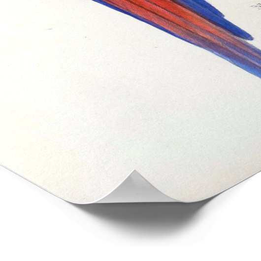 Poster Tropical Parrot (Ecke)