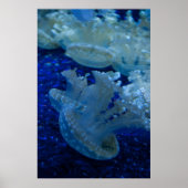 Poster "Updown Jellyfish" (Vorne)