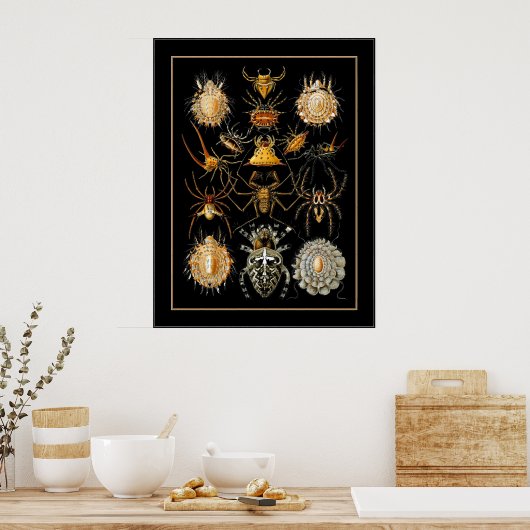 Poster Vintag Artist Ernst Haeckel Arachnida (Küche)