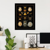 Poster Vintag Artist Ernst Haeckel Arachnida (Heimbüro)