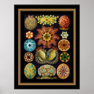 Poster Vintag Artist Ernst Haeckel Ascidiae