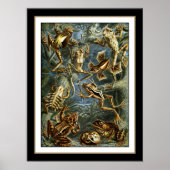Poster Vintag Artist Ernst Haeckel Batrachia (Vorne)