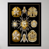 Poster Vintag Artist Ernst Haeckel Echinoidea (Vorne)