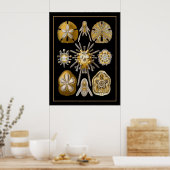 Poster Vintag Artist Ernst Haeckel Echinoidea (Küche)