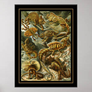 Poster Vintag Artist Ernst Haeckel Lacertilia