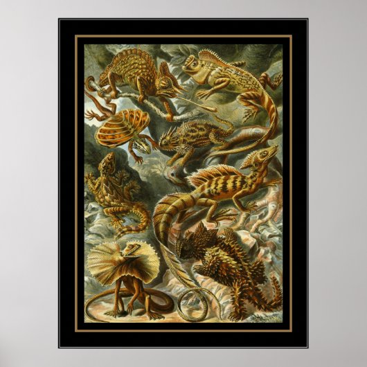 Poster Vintag Artist Ernst Haeckel Lacertilia (Vorne)