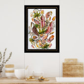 Poster Vintag Artist Ernst Haeckel Nepenthaceae (Küche)