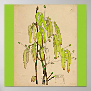 Poster-Vintag-Charles Rennie Mackintosh 13 Poster