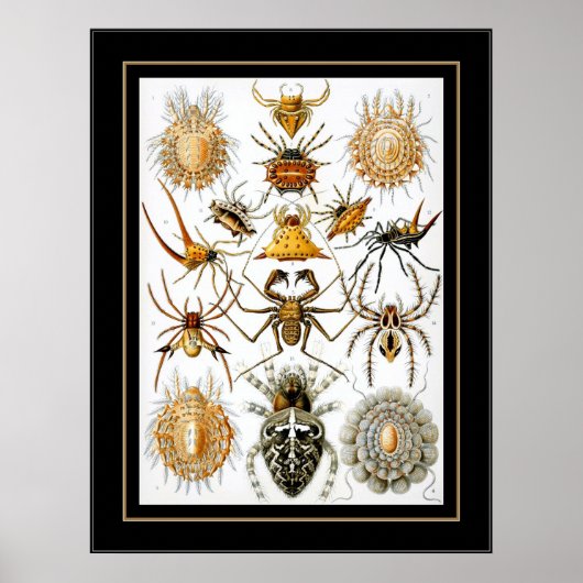 Poster Vintage Artist Ernst Haeckel Arachnida (Vorne)