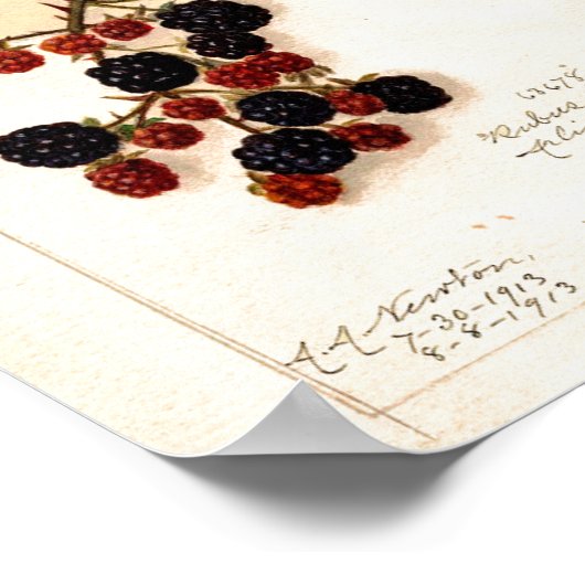 Poster - Vintage BlackBerry (Ecke)