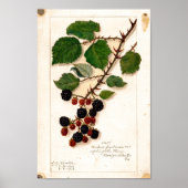 Poster - Vintage BlackBerry (Vorne)
