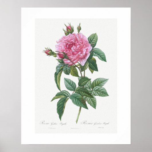 POSTER: VINTAGE BOTANISCHE "GALLIISCHE ROSE": REDO POSTER (Vorne)
