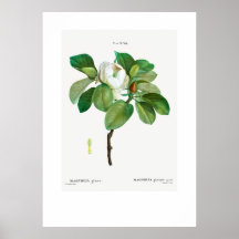 POSTER: VINTAGE BOTANISCHE "MAGNOLIA" REDOUTÉ
