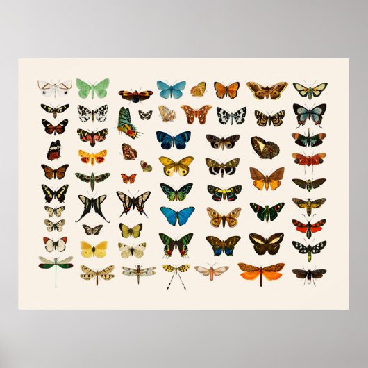 POSTER: VINTAGE BUTTERFLY CHART POSTER (Vorne)