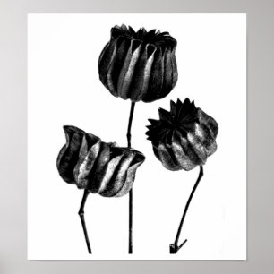 Poster-Vintage Fotografie-Karl Blossfeldt 23 Poster