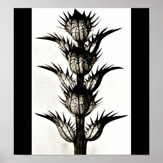 Poster-Vintage Fotografie-Karl Blossfeldt 39 Poster (Vorne)