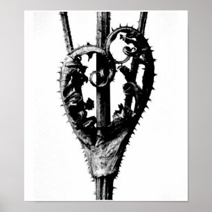 Poster-Vintage Fotografie-Karl Blossfeldt 46 Poster