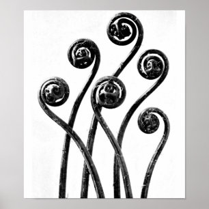 Poster-Vintage Fotografie-Karl Blossfeldt 8 Poster