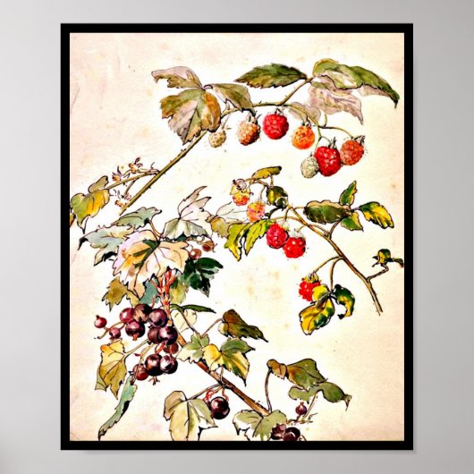 Poster-Vintage Illustration-Beatrix Potter 9 Poster (Vorne)