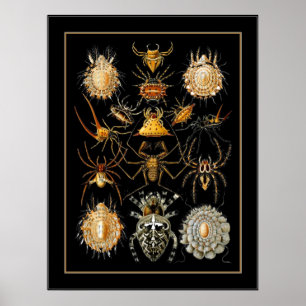 Poster Vintage Künstler Ernst Haeckel Arachnida